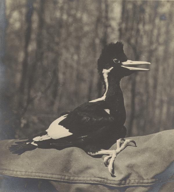 Ivory billed woodpecker